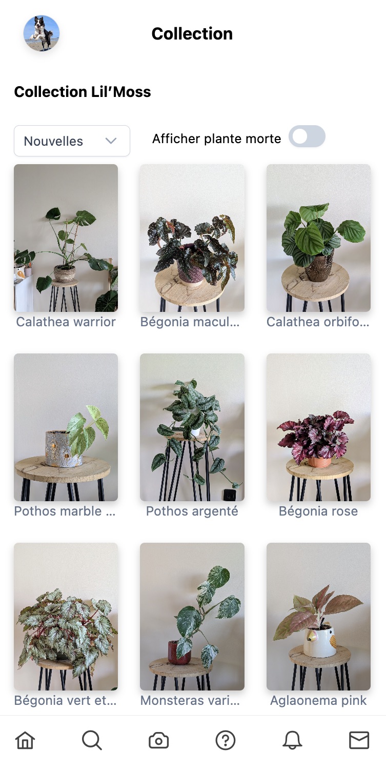 Interface des collections