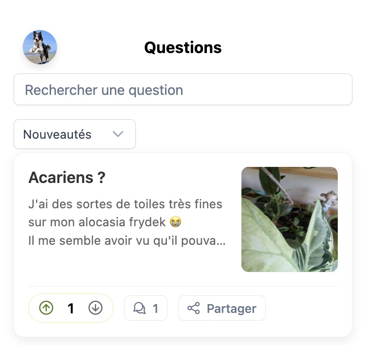 Interface questions et réponses